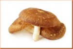 Shiitake