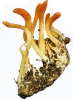 Cordyceps sinensis