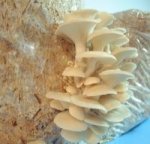 Pleurotus Ostreatus/Seta