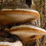 Phellinus Linteus/Mesima