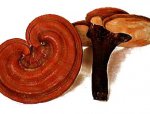 Ganoderma Lucidum/Reishi