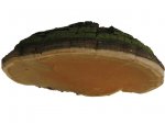 Phellinus Linteus