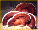 REISHI / Ganoderma lucidum