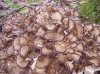 MAITAKE / Grifola frondosa