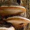 MESIMA / Phellinus linteus