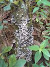 TURKEY TAIL/ KAWARATAKE / Trametes versicolor