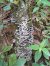 TURKEY TAIL/ KAWARATAKE / Trametes versicolor